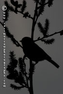 Blue Tit (silhouette)